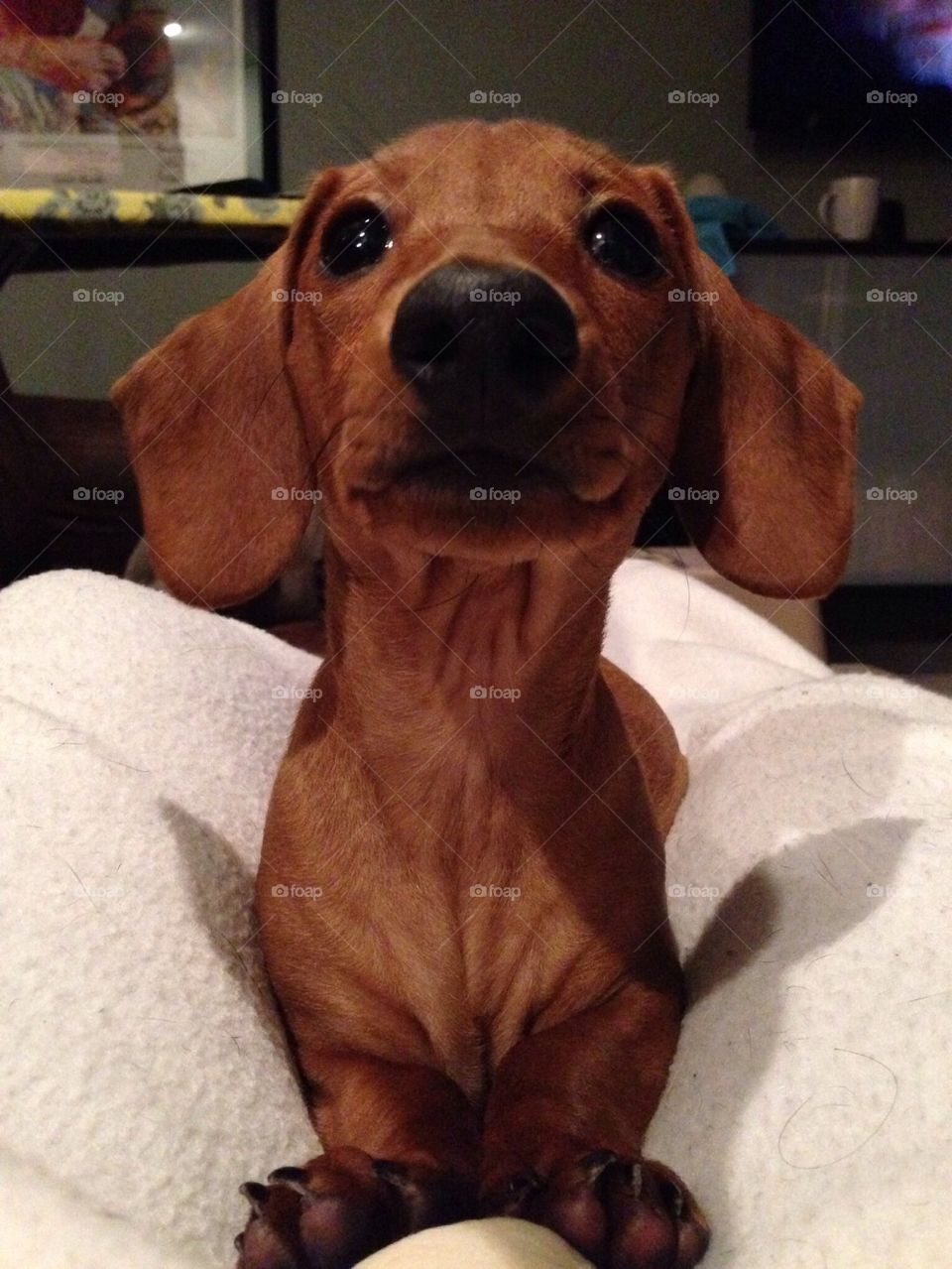 Dachshund 