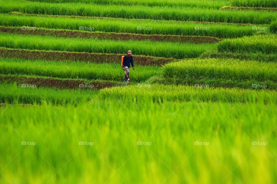 farmer work in the morning