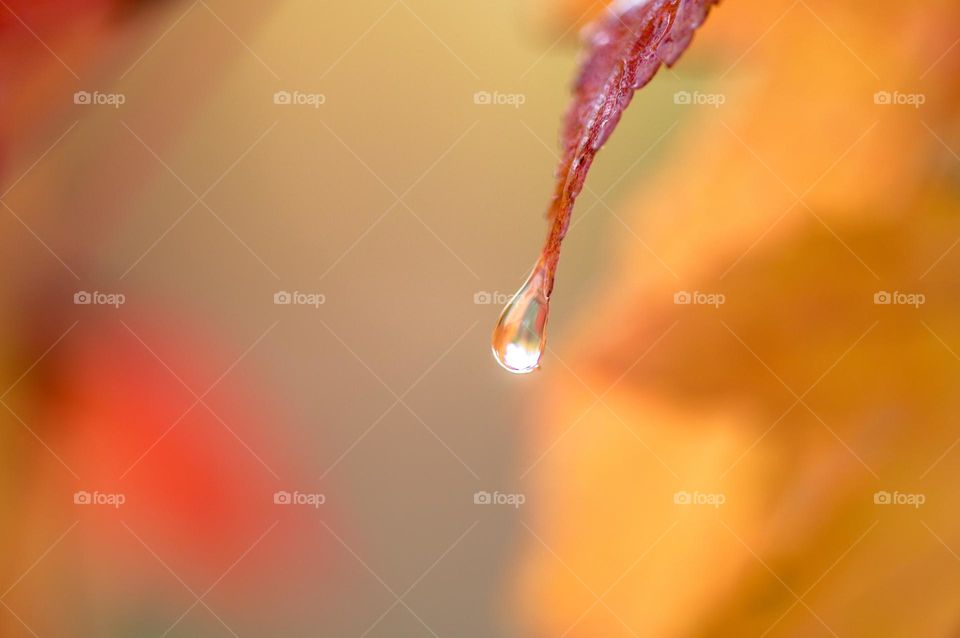 Rain drop on a leaf