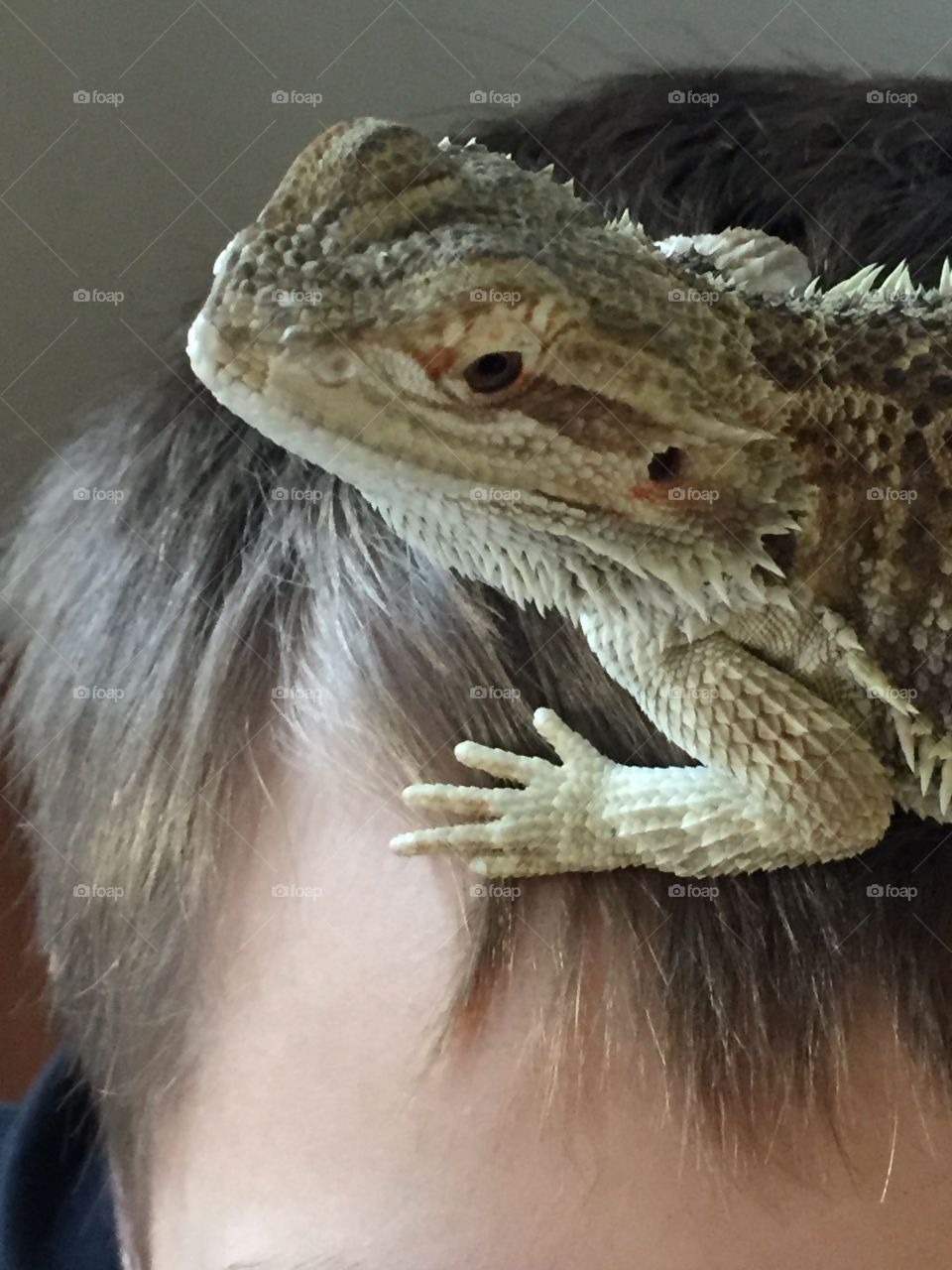 Lizard hairstylist 
