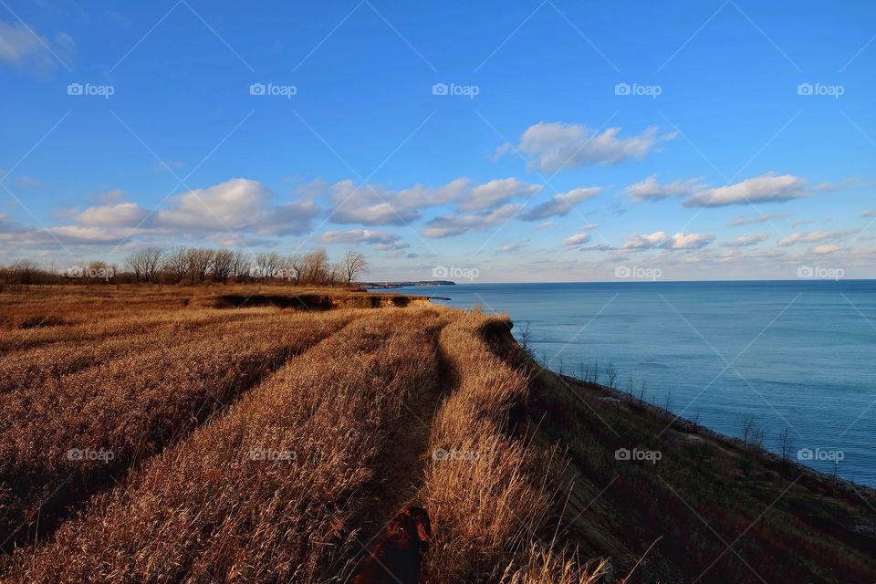 Dog near the dry grass