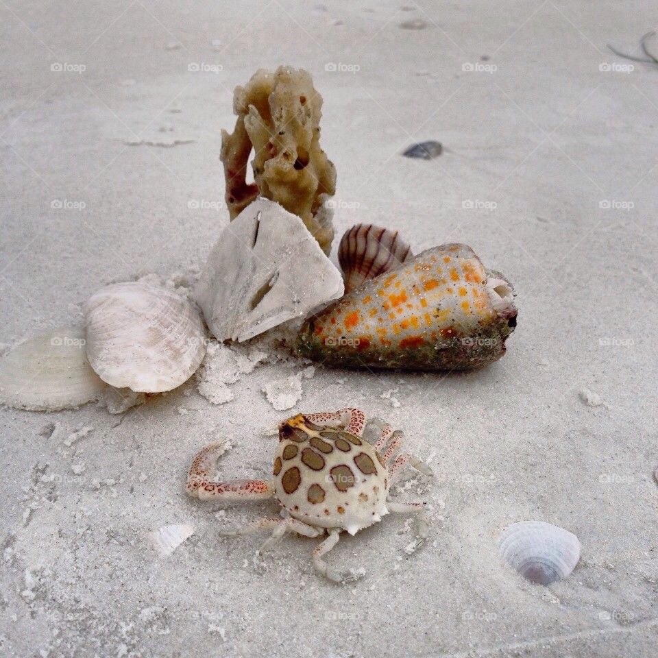 Seashells by the seashore 