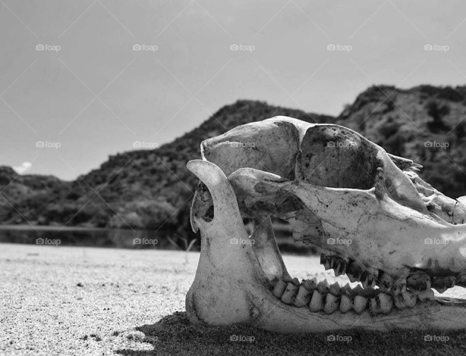 Black and White skull in the desert. 