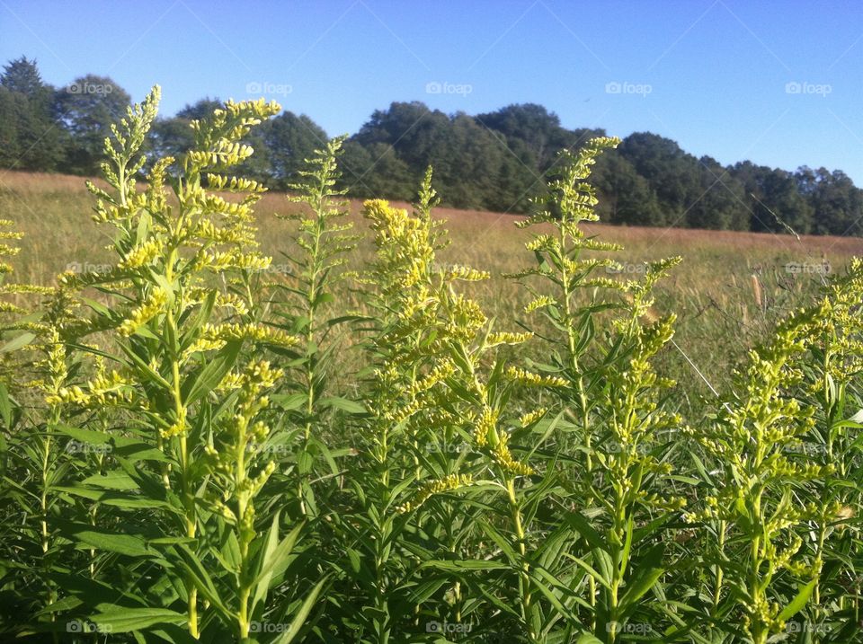 Dwarf Goldenrods 