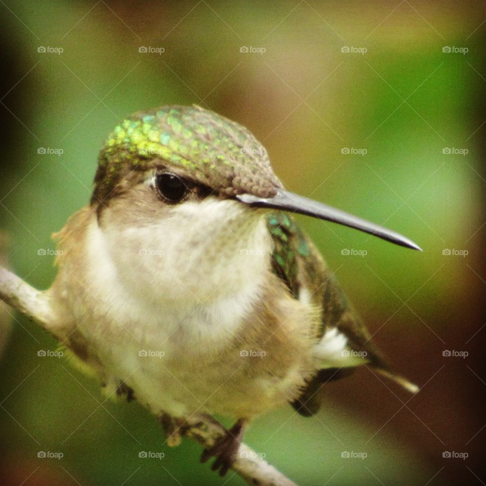 Bird, Wildlife, No Person, Nature, Animal