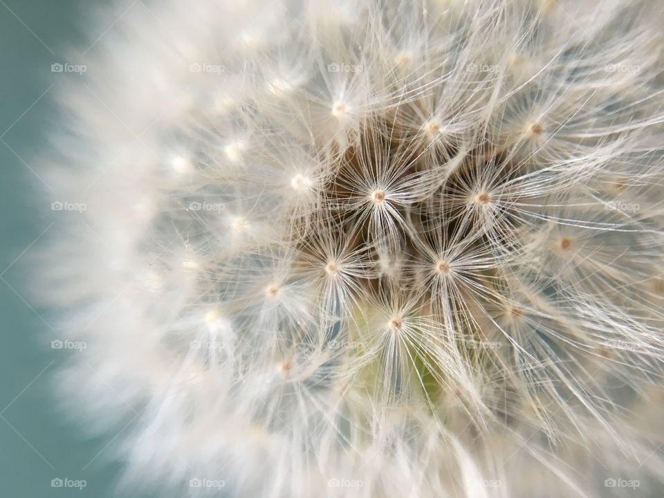 Dandelion Clock 