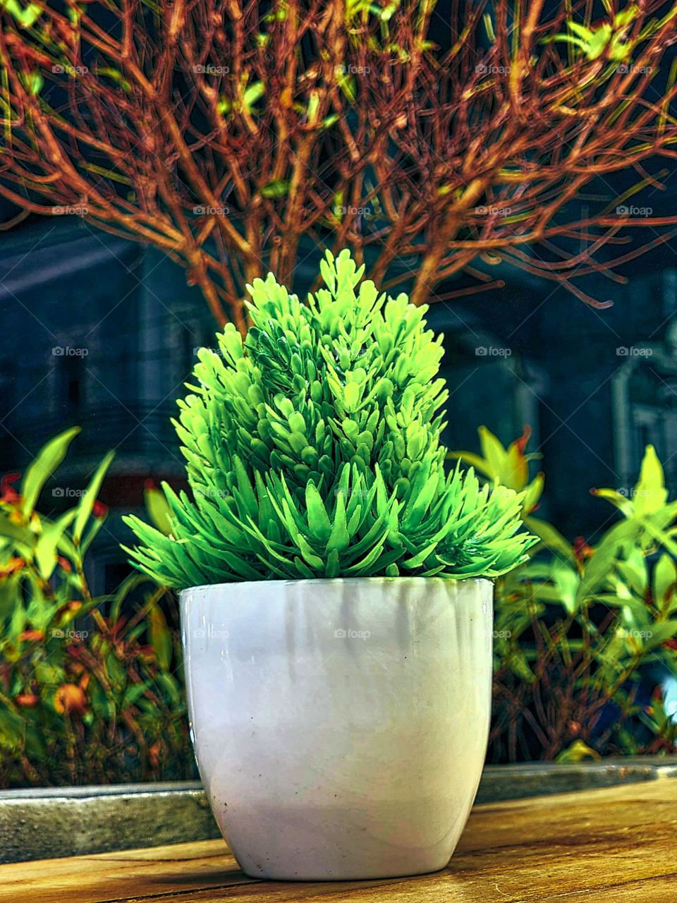 Pine tree ornamental bonsai plants in vase is very beautiful and decorate both indoor and even at outdoor.