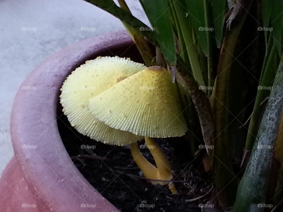 mushrooms. yellow mushrooms growing with potted palms