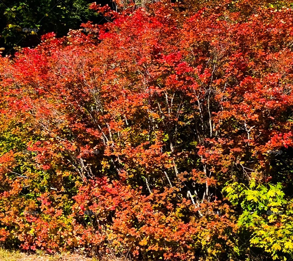 Fall foliage