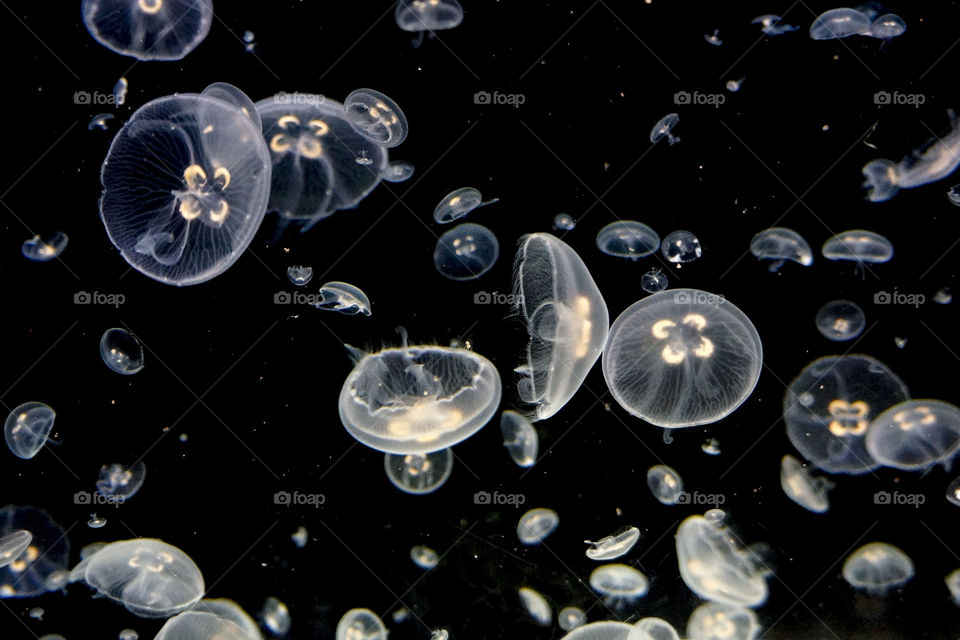 Jellyfish 