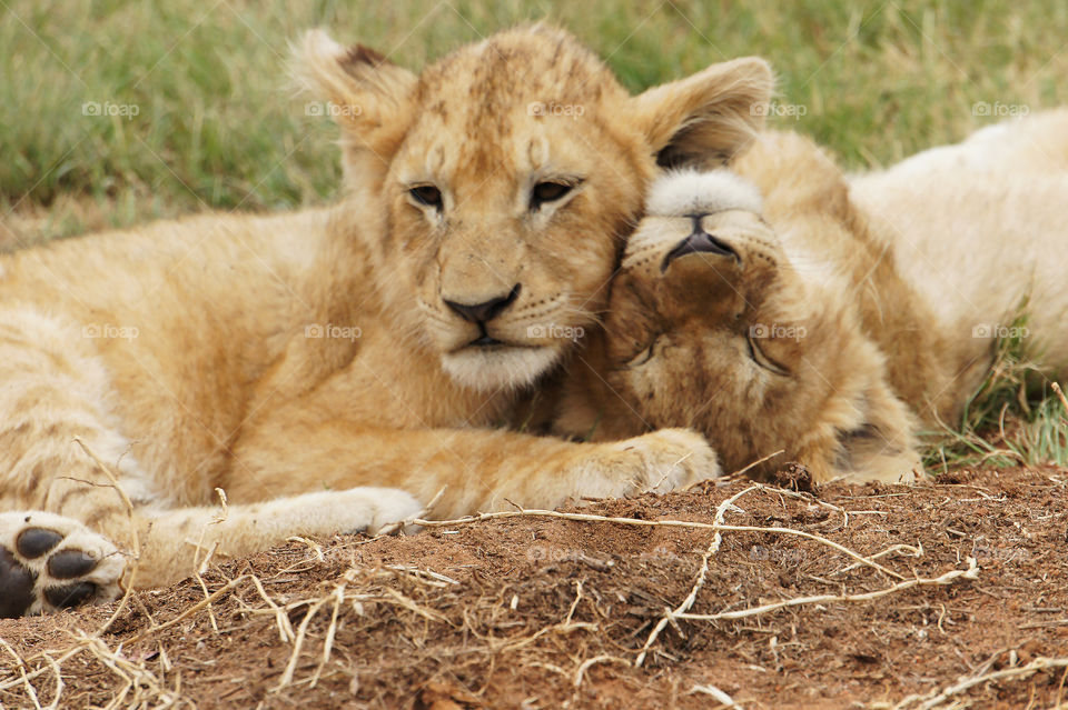Two cubs resting