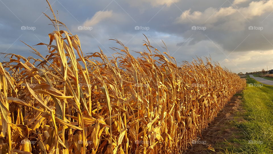 Cornfield in October