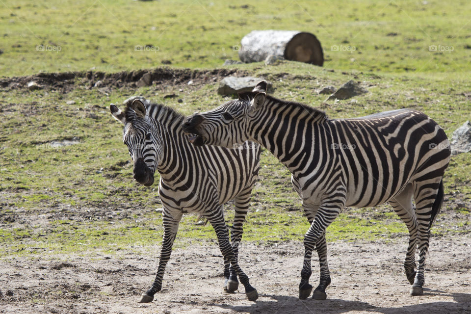 Zebra fight .
Zebror som bråkar  