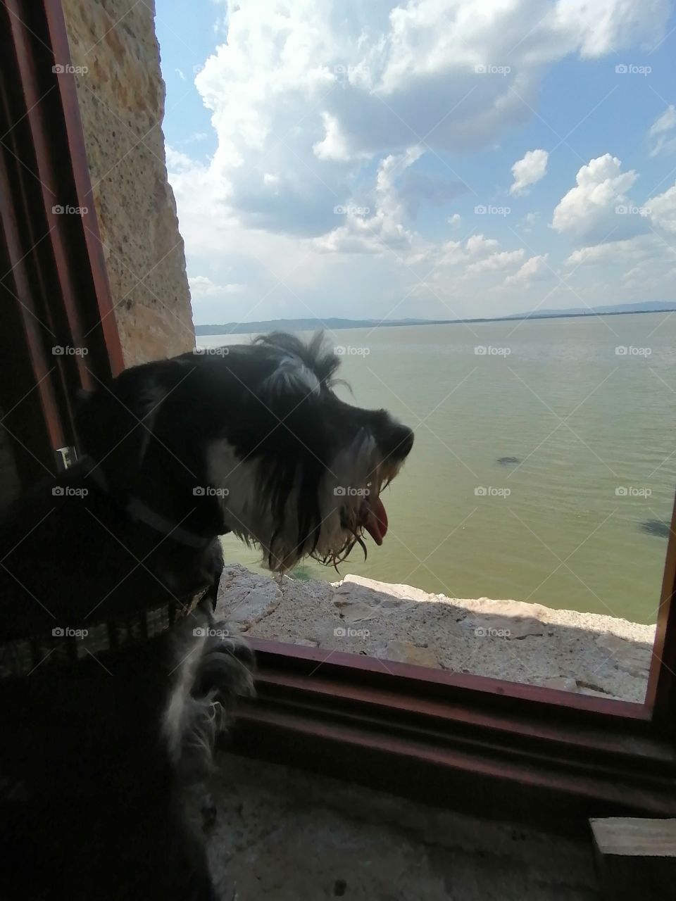 Dog with a view