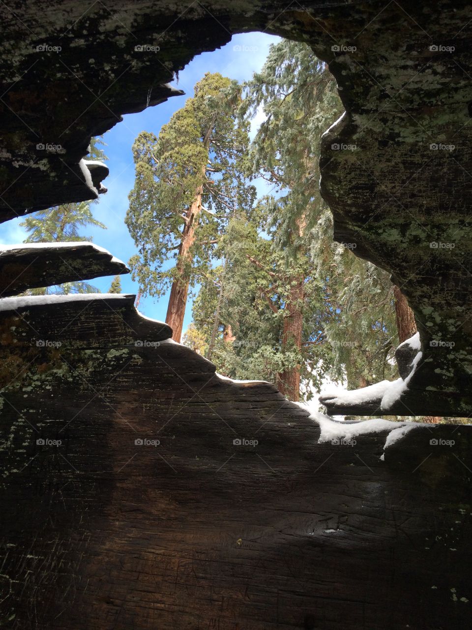 View from inside a tree trunk in sequoia Kings canyon in winter . 
