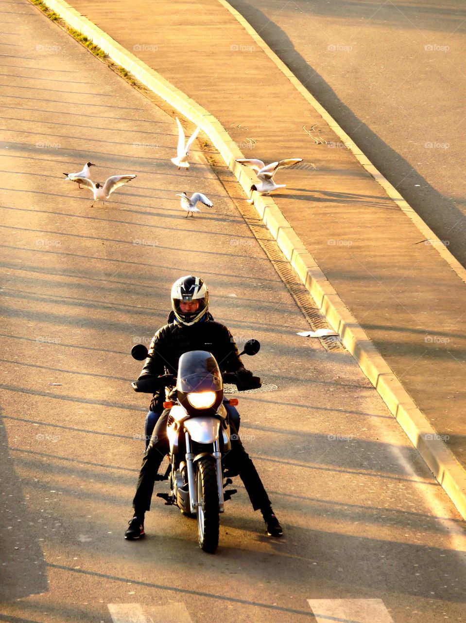 motorcyclist and seagulls