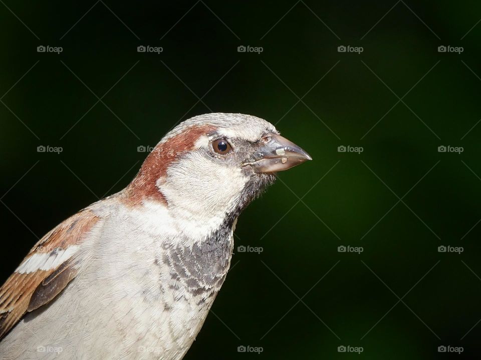 House sparrow portrait