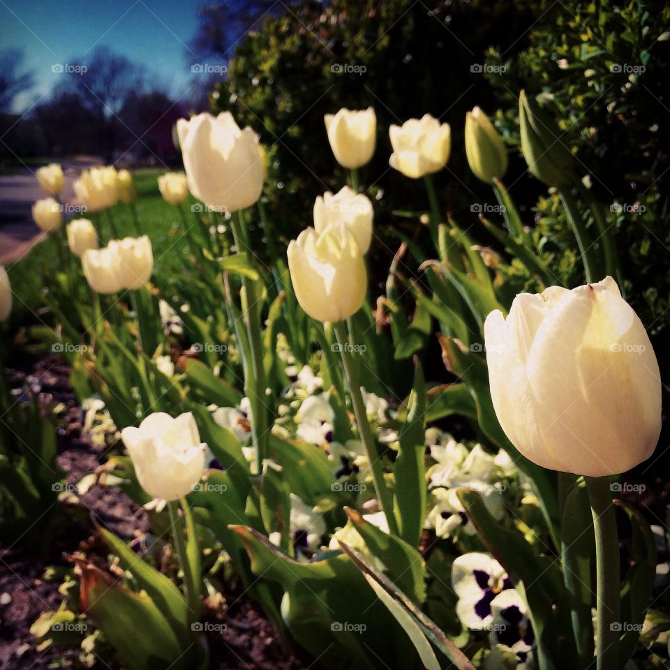 Tulips in the springtime. Walking down the street, I saw these beautiful tulips & felt the desire to capture the moment forever.