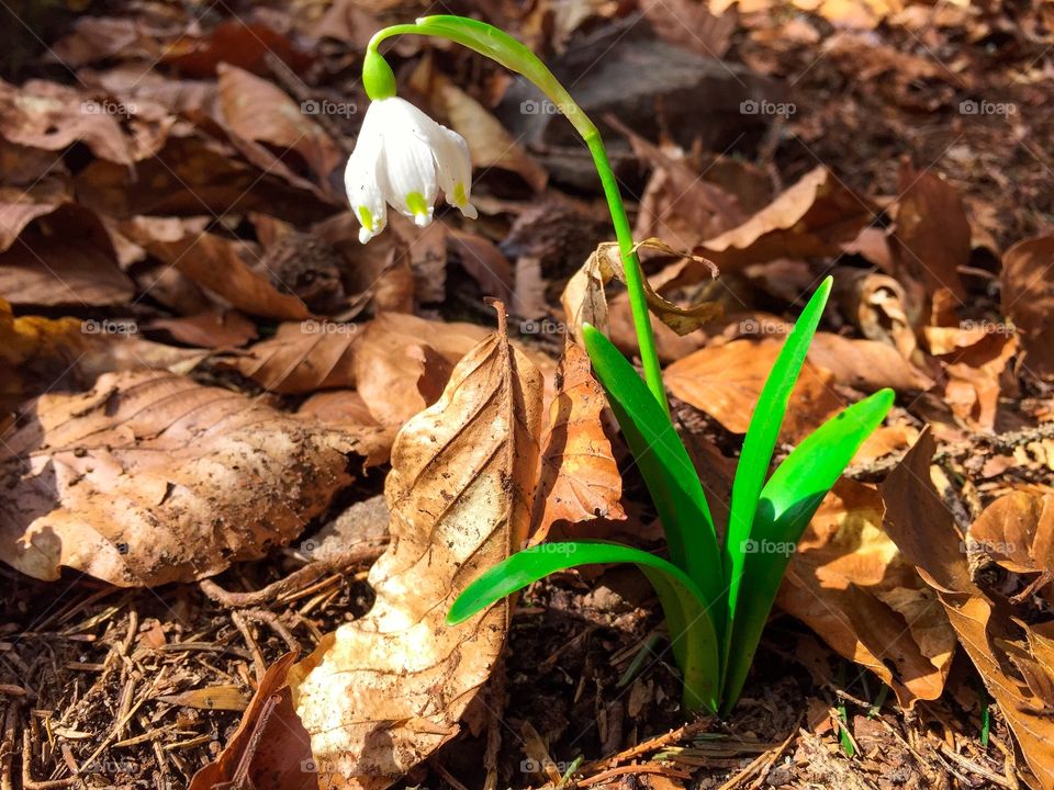 Snowdrops blooming in forest