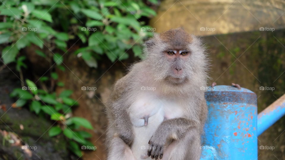 A monkey looking directly to the camera in Thailand 