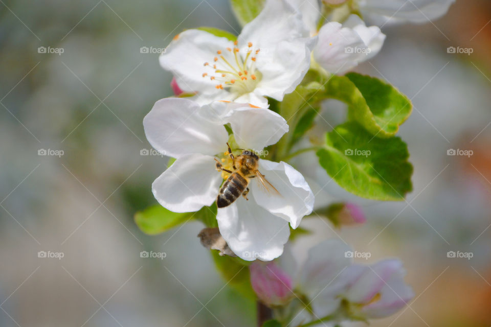 bee