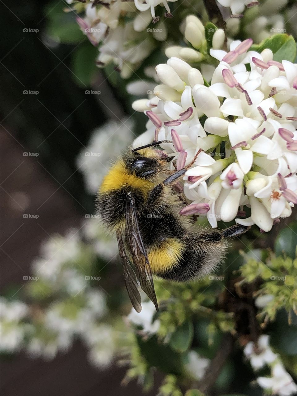 Bee on flower 