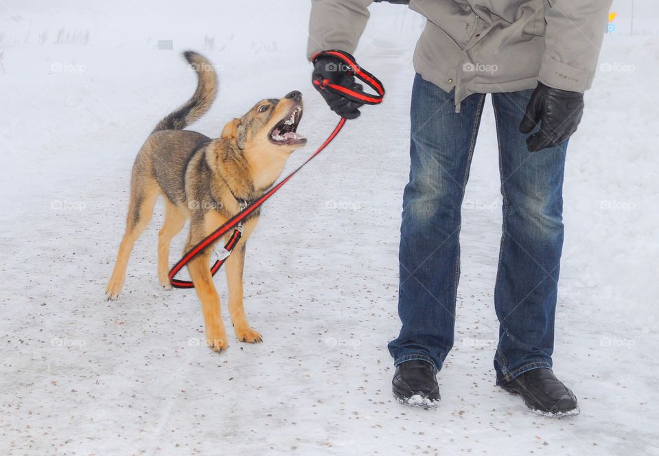 Happy dog