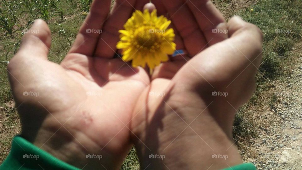 Yellow flower needs protection of my hand.