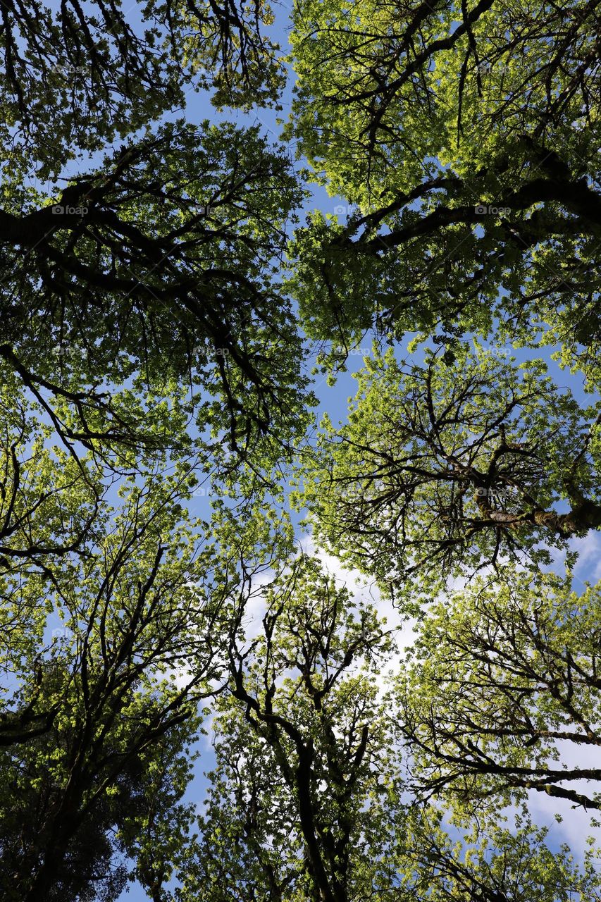 Under the tall trees 