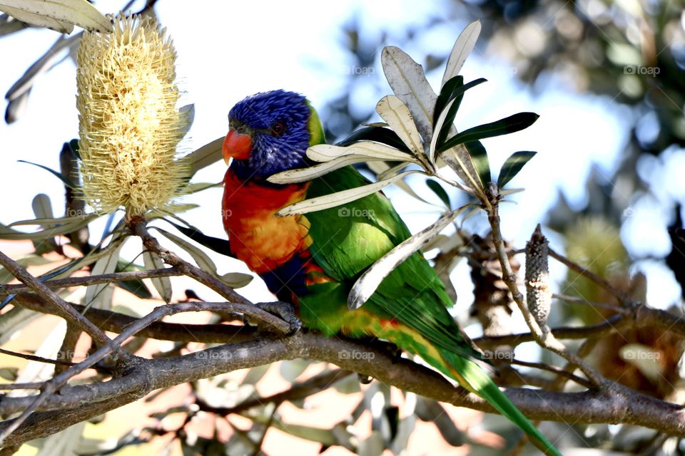 Parrot is one of my favourite birds it’s a special their Lovely wings and eyes so much beautiful 