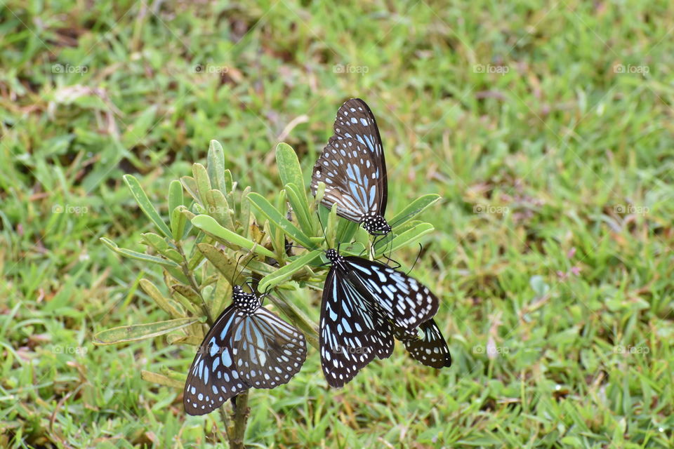three butterfly on small plant