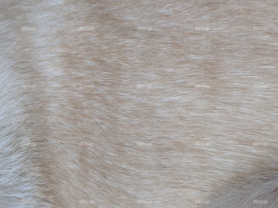 Dog Fur