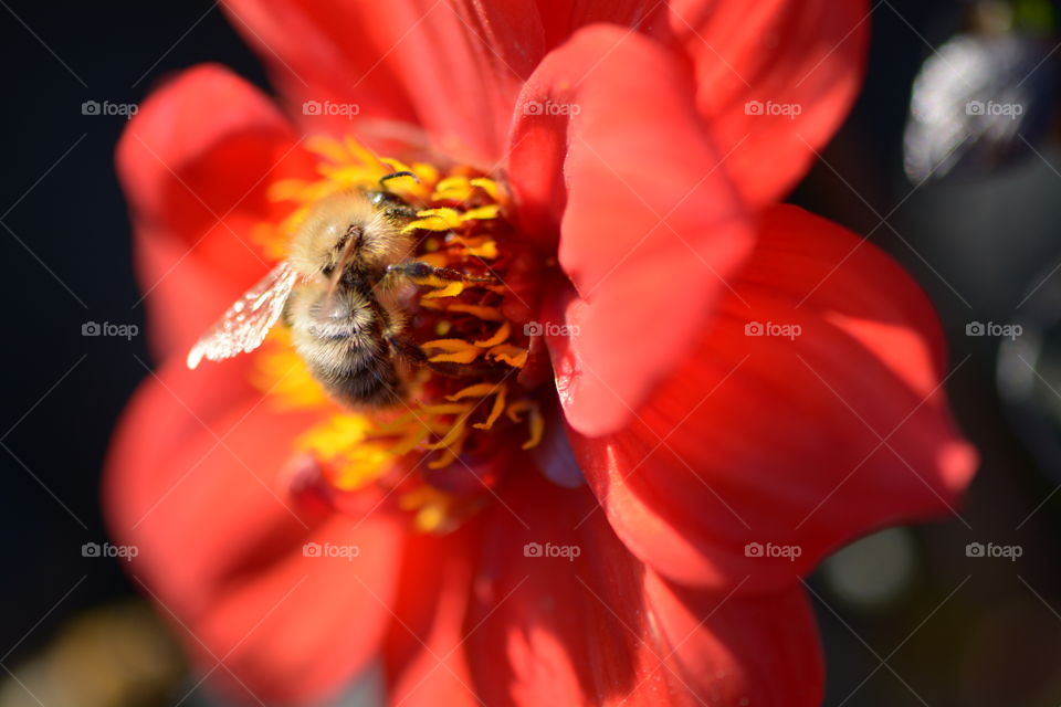 Red Flower Bee