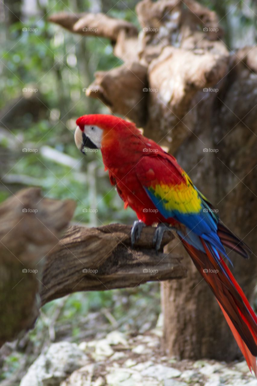 colourful parakeet