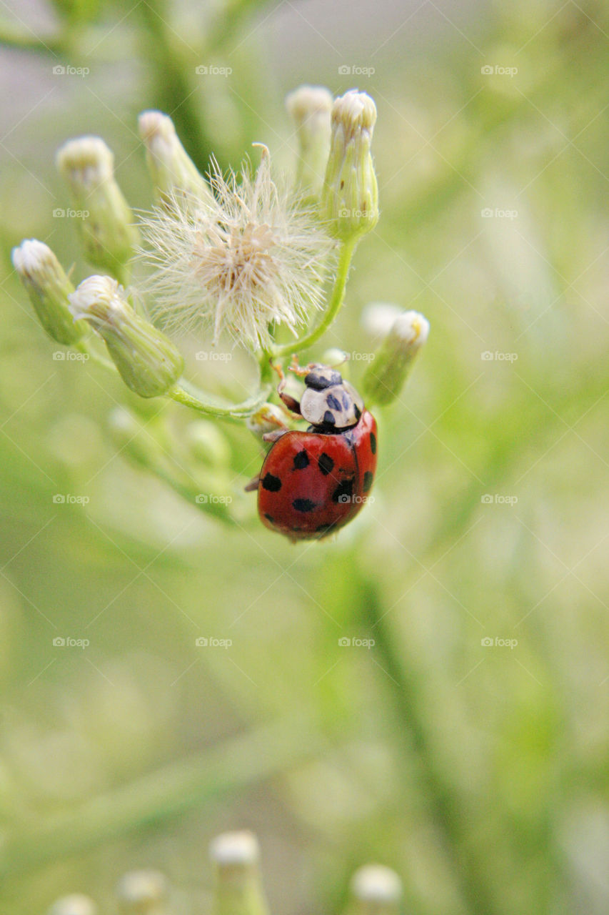 Ladybug