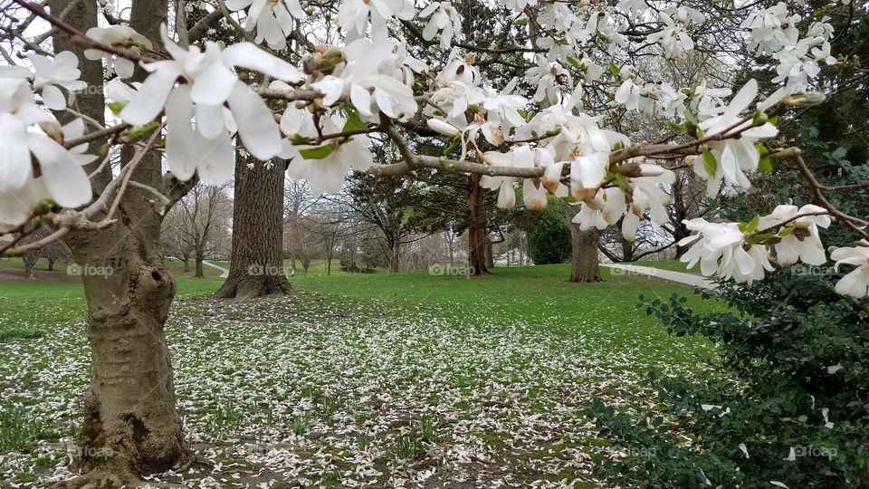 Spring flowering trees