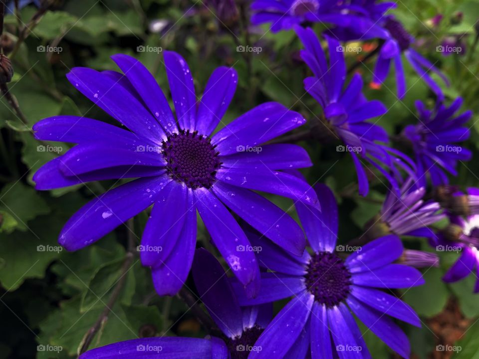 Beautiful blue flowers close up