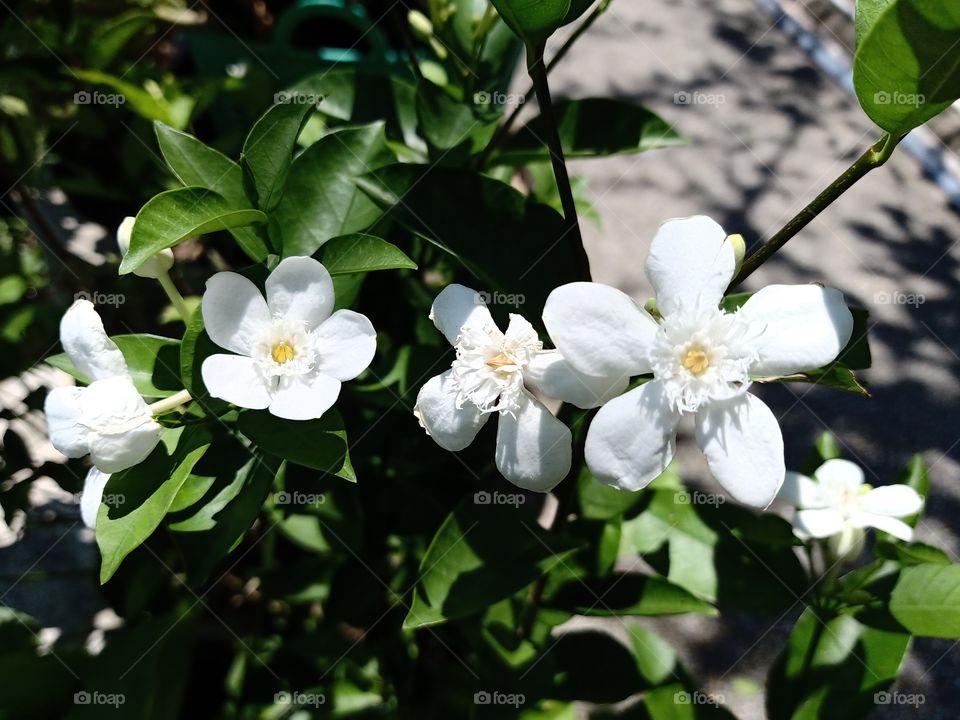 Beautiful white flowers