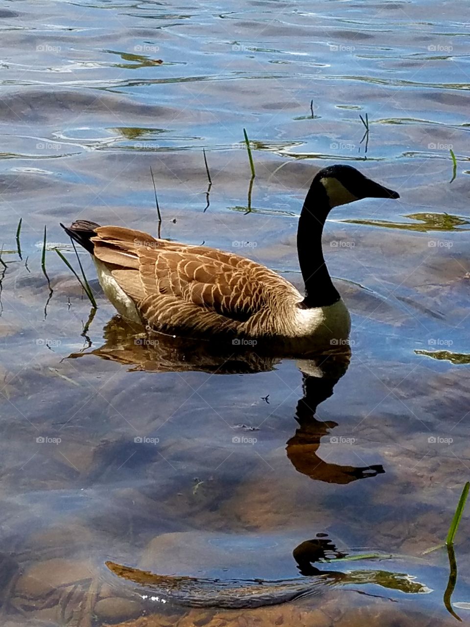 Canadian goose, reflection in lake while swimming