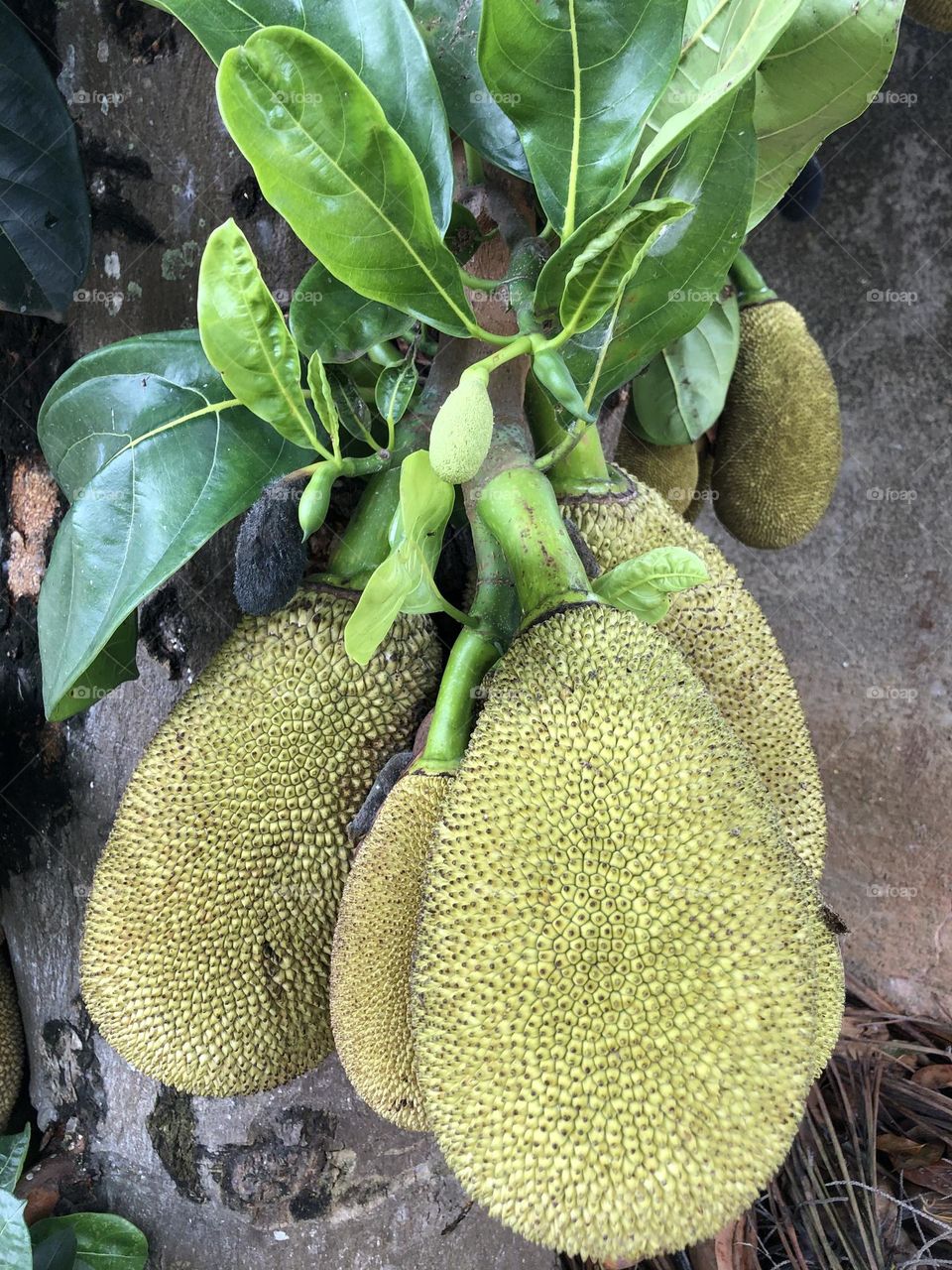 Jacas. Frutas tropicais. Brasil.