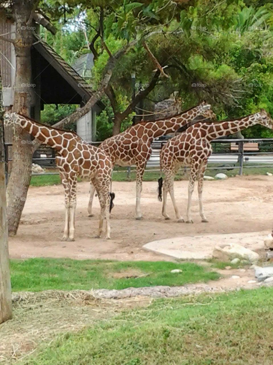 Giraffes