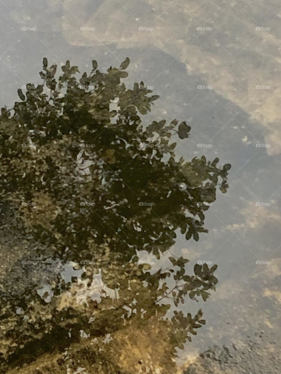 Reverse sunset tonight! Live oak’s reflection in a puddle against the sky and clouds!