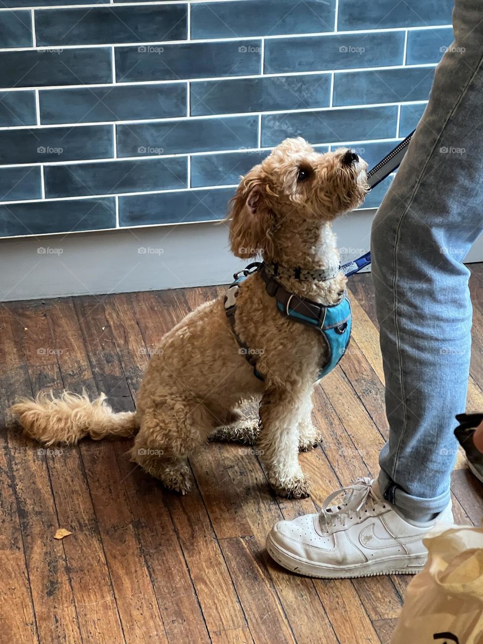 Puppers waiting for his owner to get coffee