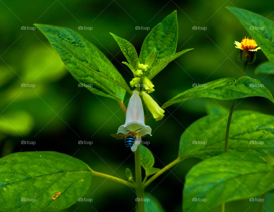 Flower photography  - sesamum - backyard- bee