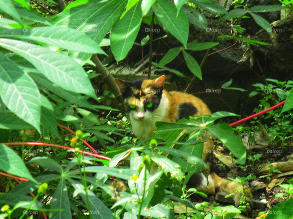 The cat's sharp gaze between the plants or grass
