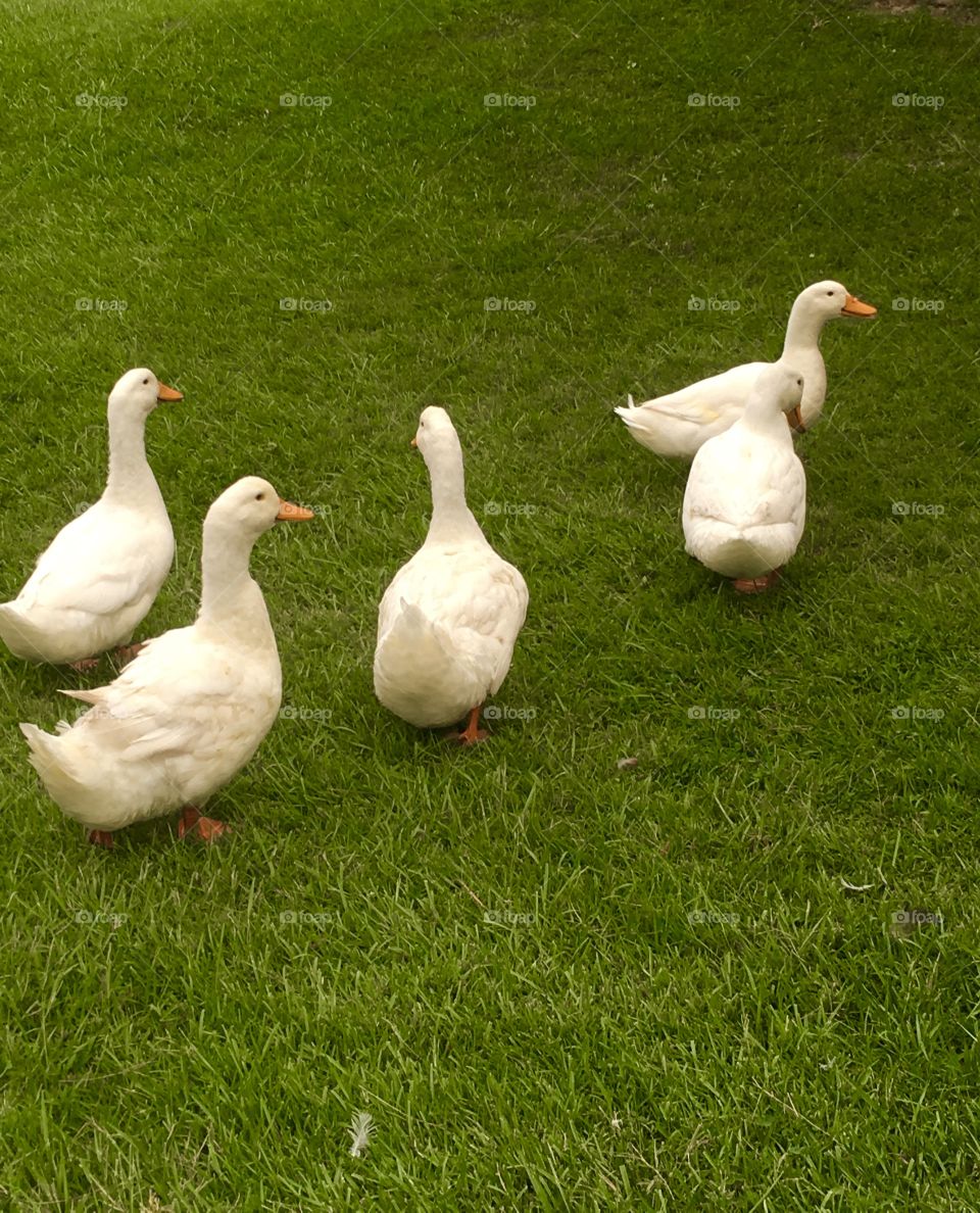 Flock of white ducks