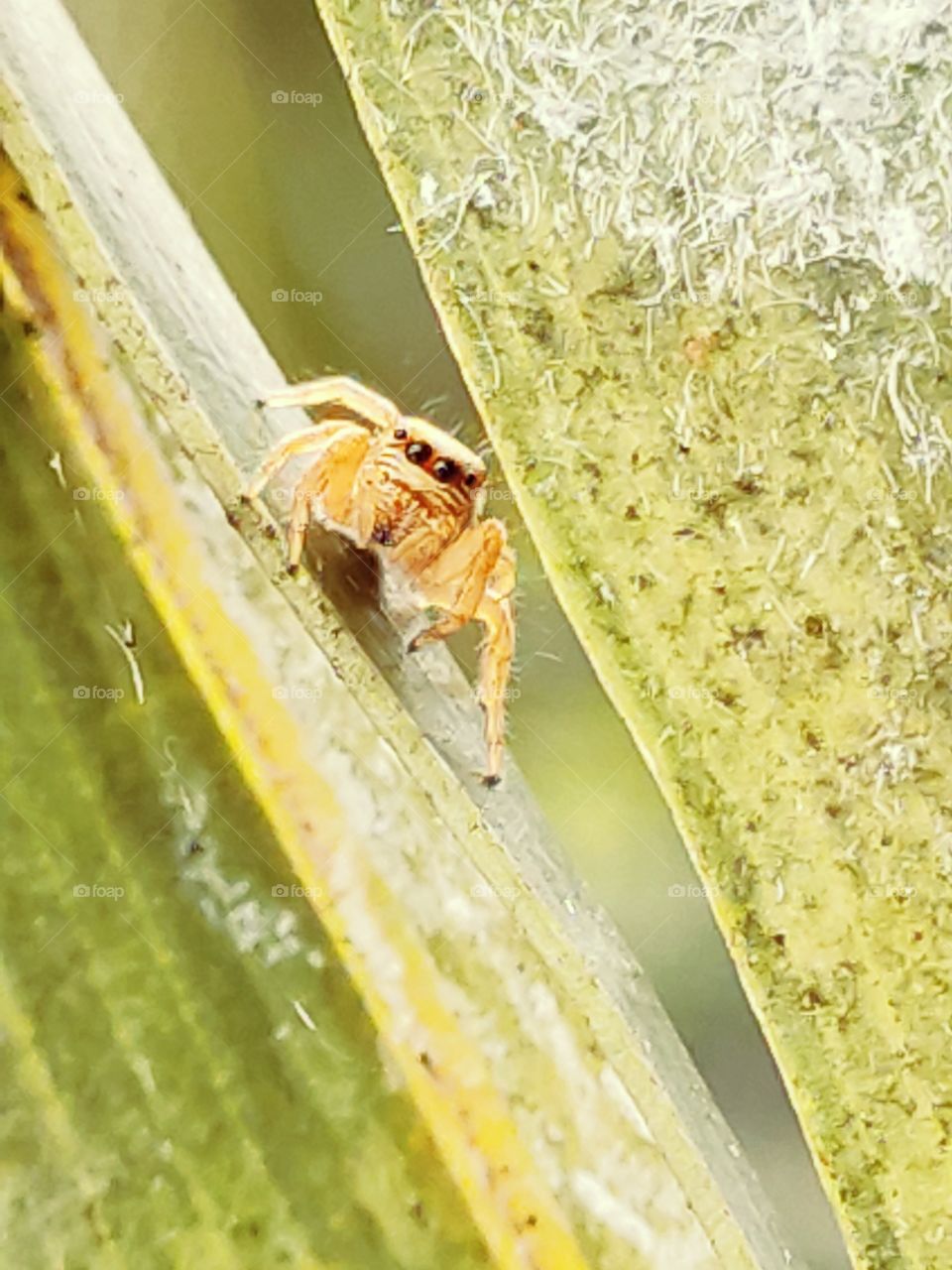spider posing for camera
