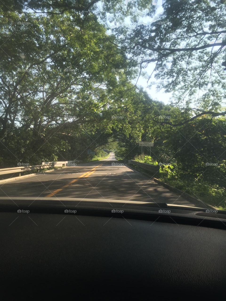 Tree tunnel