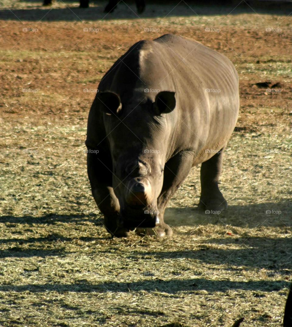 Rhinoceros