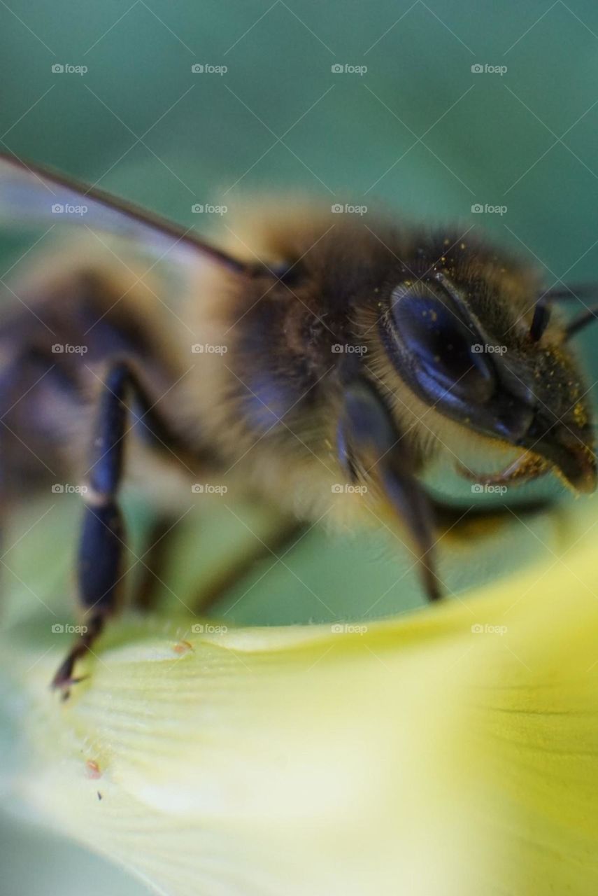 Bee#insect#macro#detail#nature